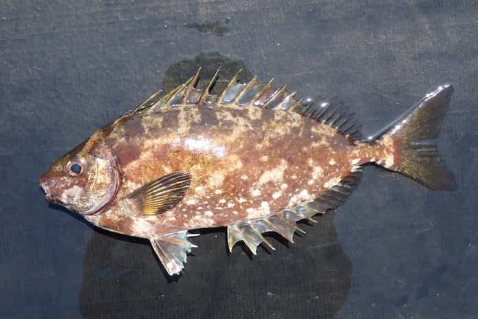 外道の代表格アイゴ