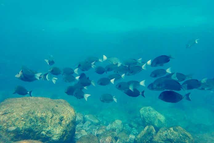 水中の魚たち
