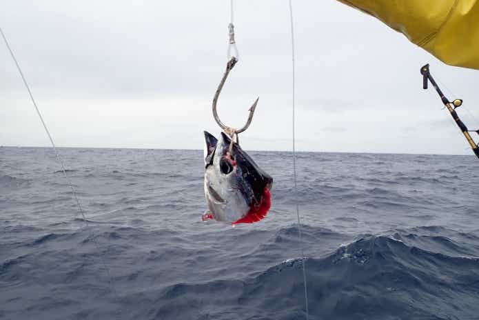 イルカに食べられた魚