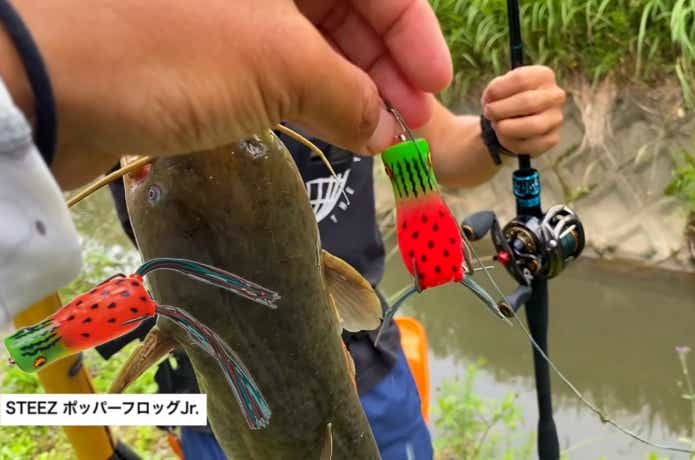 スティーズポッパーフロッグJrで釣ったフロッグ