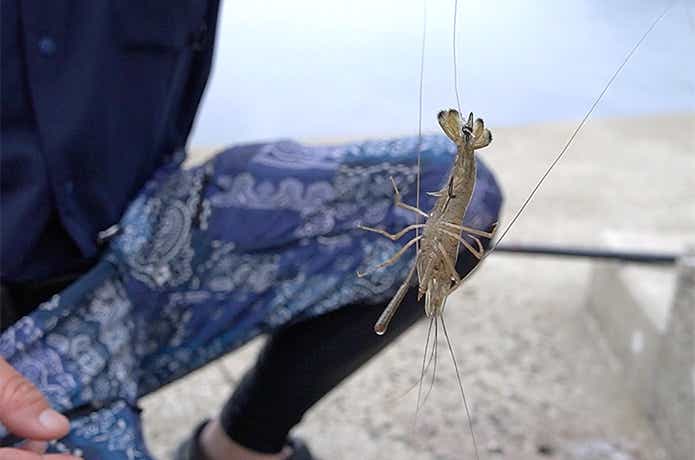 エビをエサに釣り