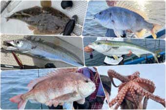 7月に釣れる東京湾の魚を特集｜夏へ突入！雨がもたらす濁りがキーポイントに