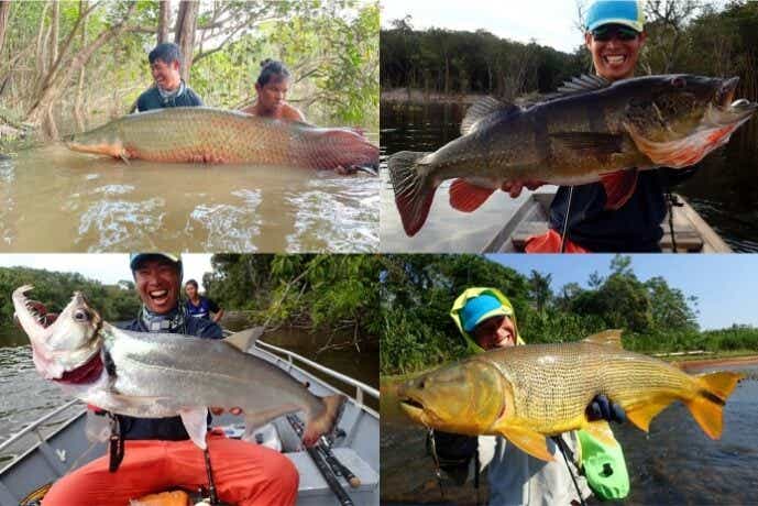 アマゾン川で釣れる魚たち