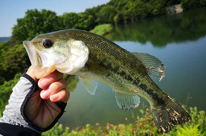 バスの釣果