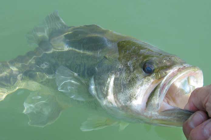 ブラックバスの釣果