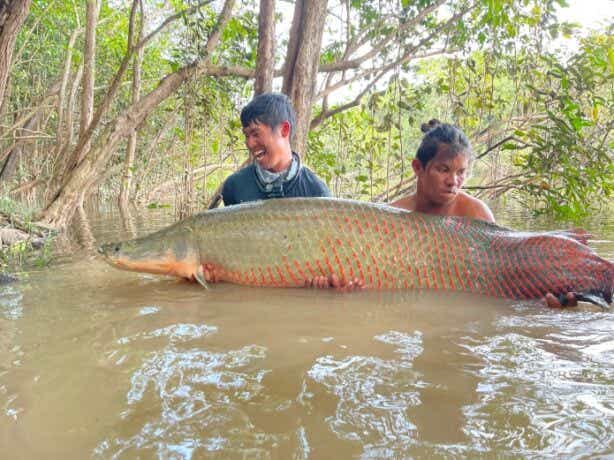 釣り人憧れの魚ピラルク
