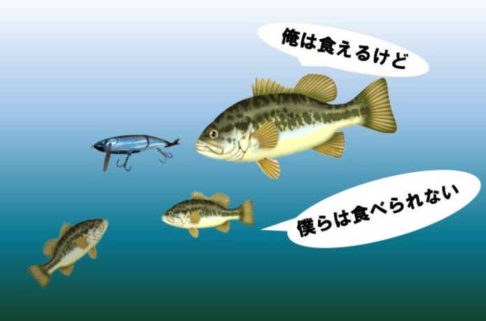 中型以下が釣りにくい