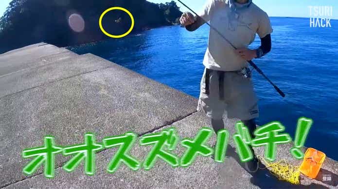 スズメバチ