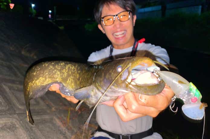 ナマズ釣り