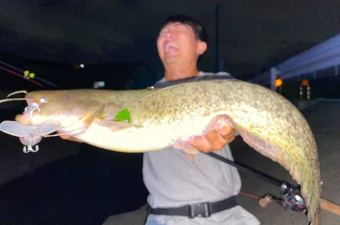 ナジーバグで釣ったナマズ