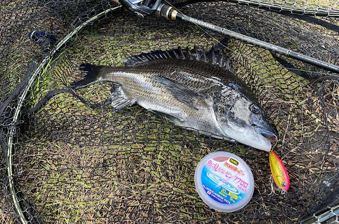 魚に見えないピンクフロロでチニング