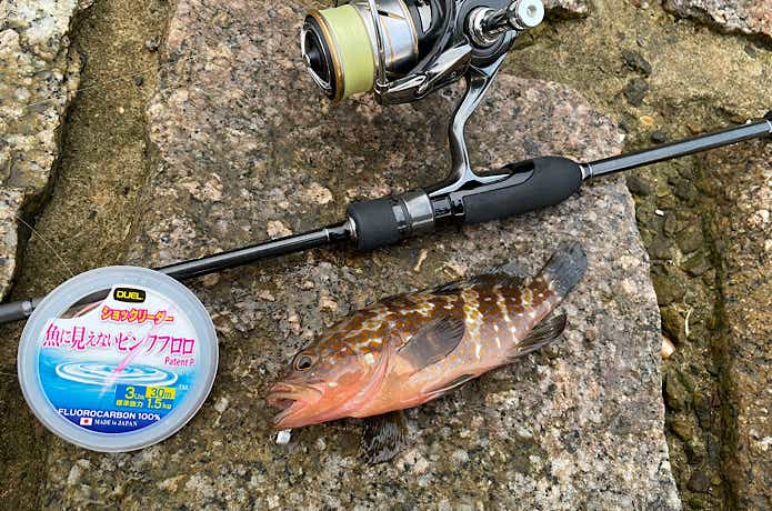 魚に見えないピンクフロロでロックフィッシュゲーム