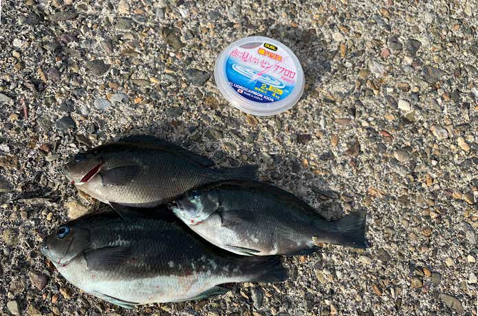 魚に見えないピンクフロロでフカセ釣り