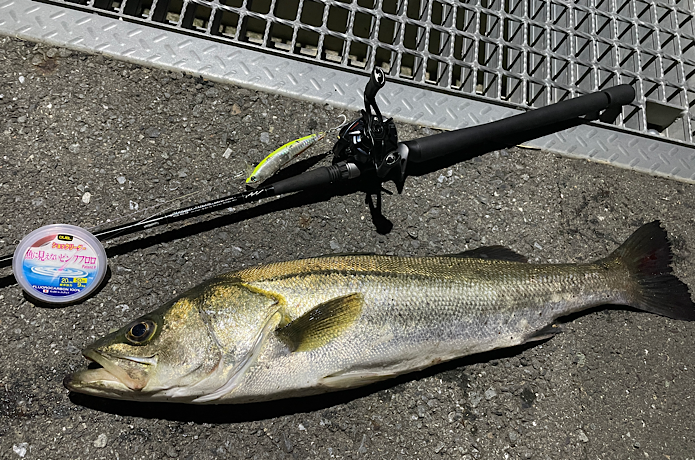 魚に見えないピンクフロロでシーバス