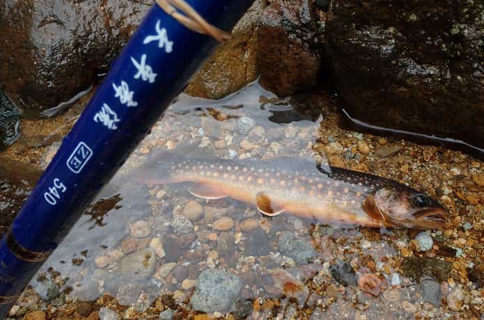 イワナの釣果