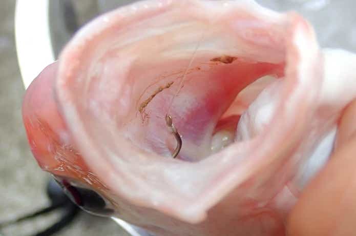 飲み込まれた釣り針