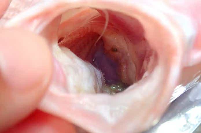 釣り針を飲まれてしまった時の対処法。糸切りリリースのすゝめ