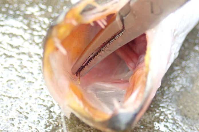 口に掛かった釣り針
