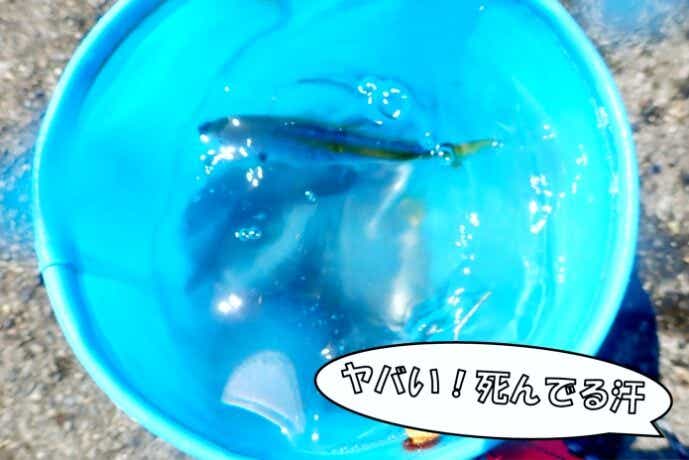 死んだ魚