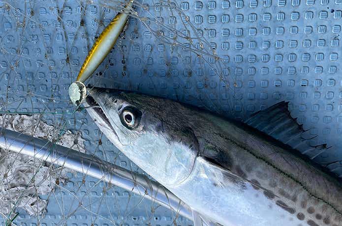 ブレードジグで釣ったサワラ