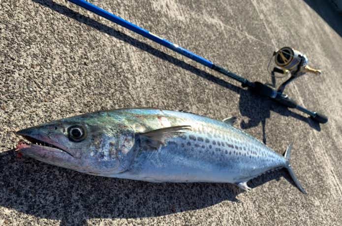 エギングロッドで釣ったサゴシ