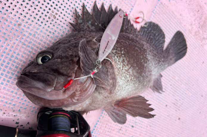 乗船レポート】八戸鮫漁港『三平丸』｜魚が豊富な海域で根魚
