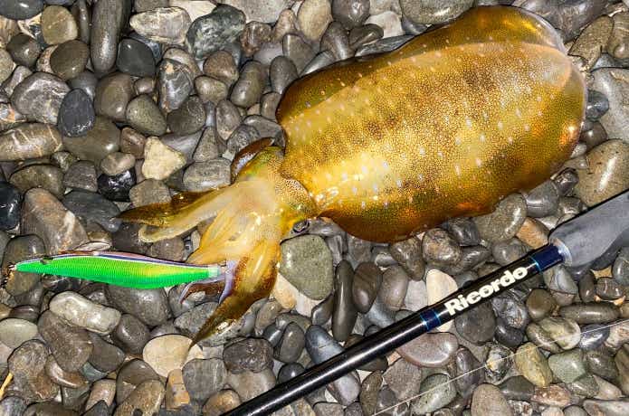 エメラルダスピークで釣ったイカ