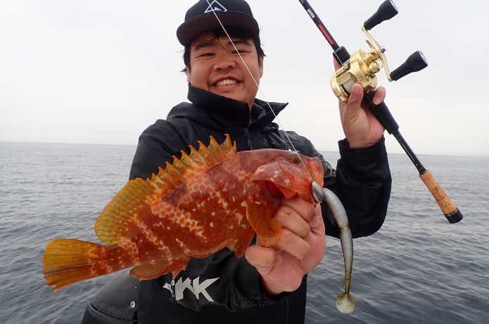 日本海で釣れたキジハタ