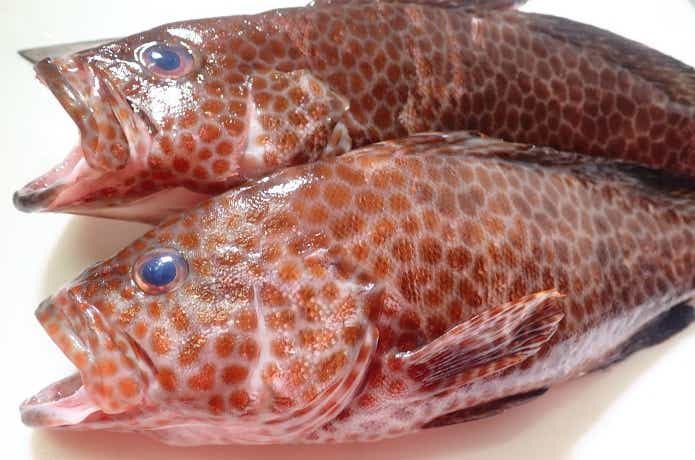 オオモンハタは大きさで味と価値が変わる！他のハタとの見分け方