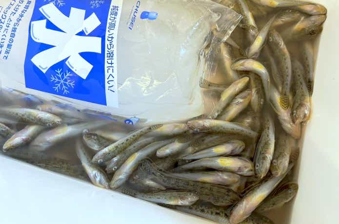 氷締め