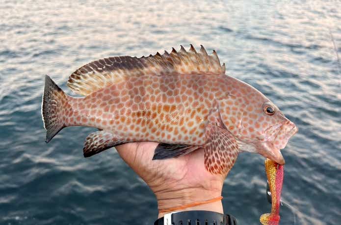 １月２２日とれたて オオモンはた釣りです。３本 ３、２キロ 1月22日とれたて オオモンはた釣りです。3本 3、2