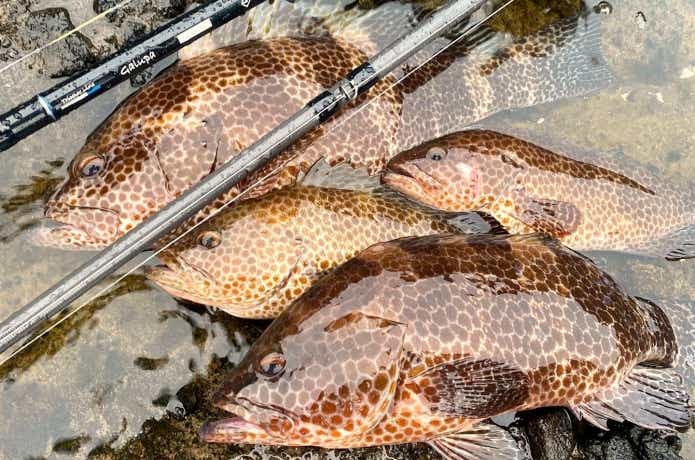 オオモンハタは大きさで味と価値が変わる！他のハタとの見分け方