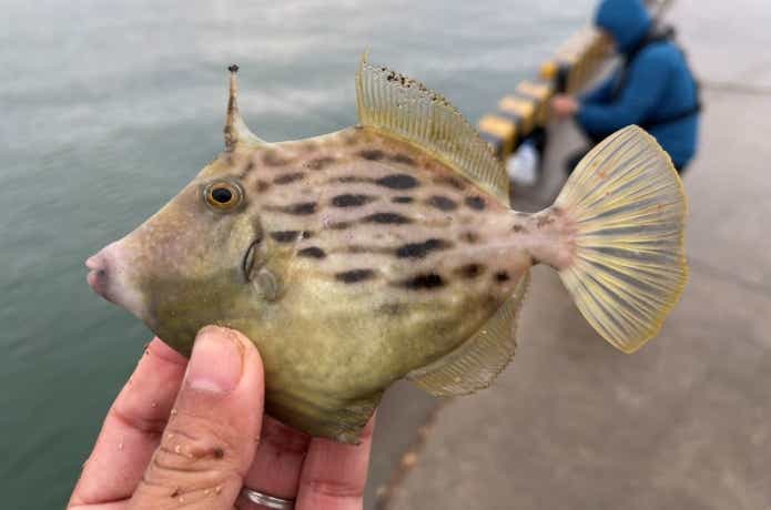 カワハギ