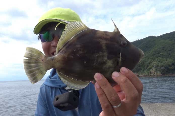 カワハギ釣り