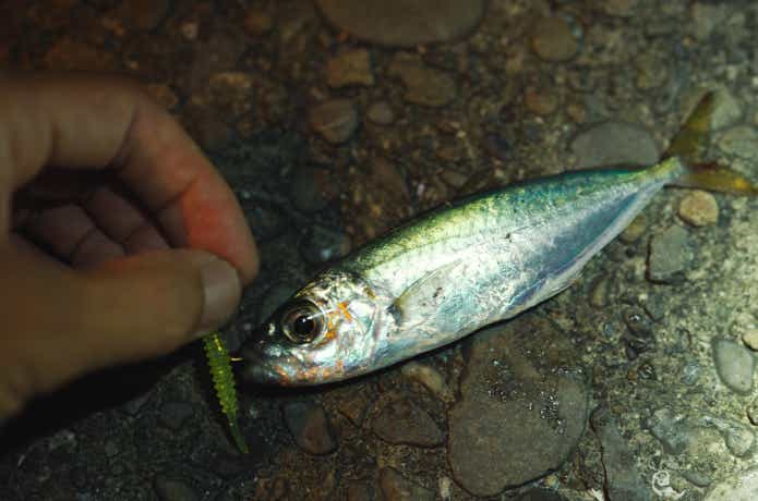 アジスタで釣ったマルアジ