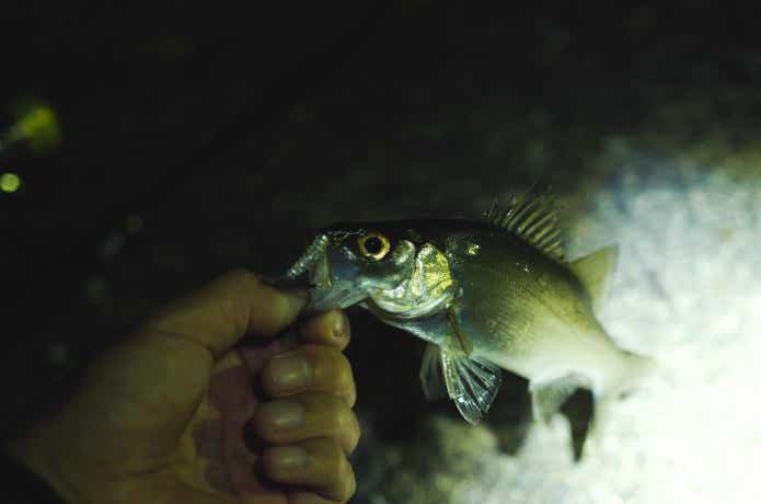 アジスタで釣ったヒラセイゴ