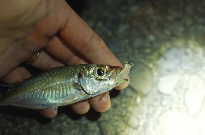 アジスタで釣ったアジ