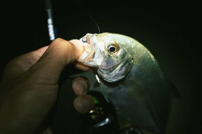 アジスタで釣ったメッキ