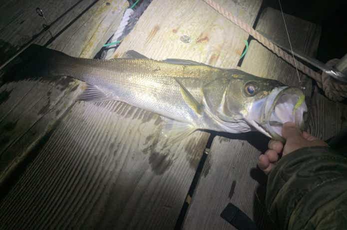 アジスタで釣ったシーバス