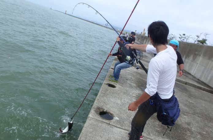 ナルトビエイ釣り