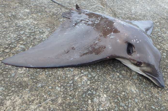釣り上げられたナルトビエイ