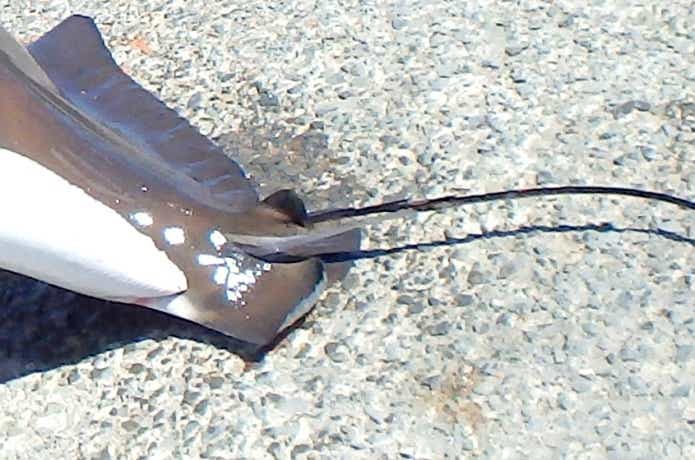 ナルトビエイの毒針