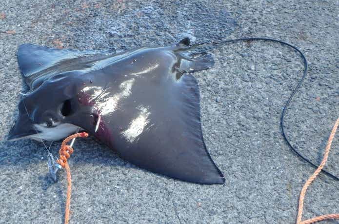 捕獲されたナルトビエイ