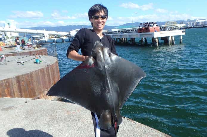 釣ったナルトビエイ
