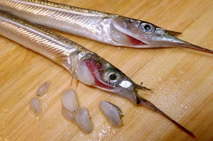 サヨリの寄生虫
