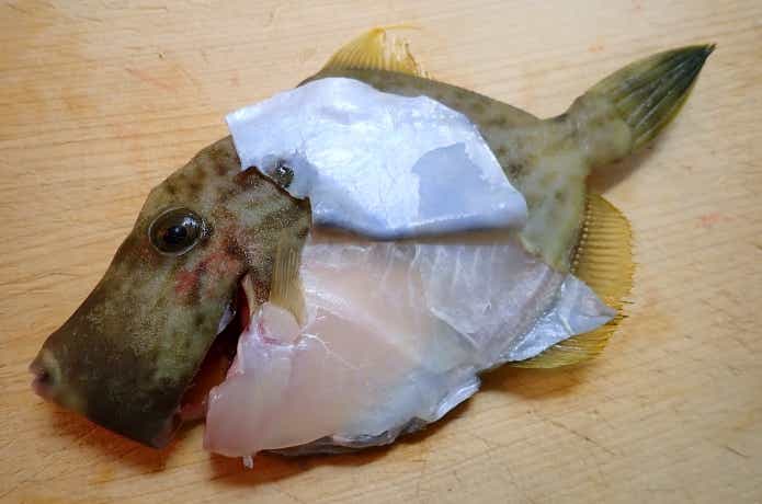 皮を剥いだカワハギ