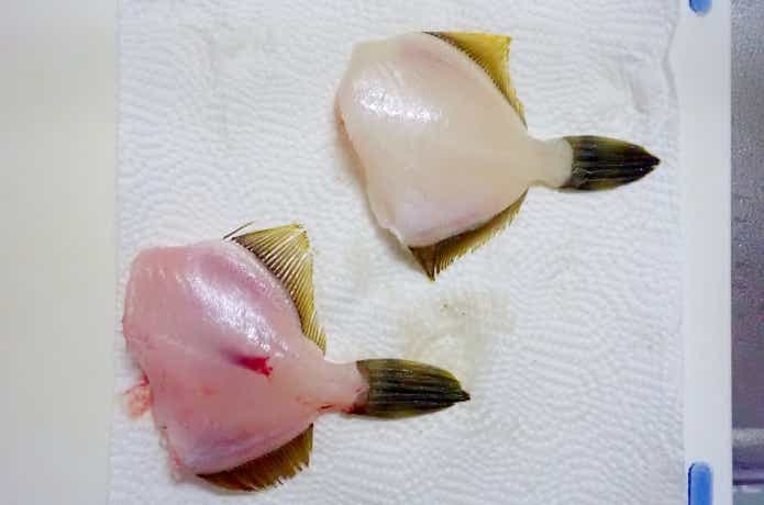カワハギの血抜き