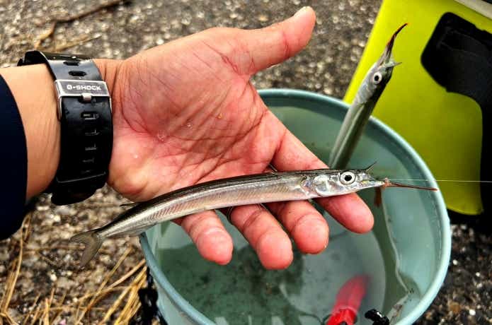 サビキで釣ったサヨリ
