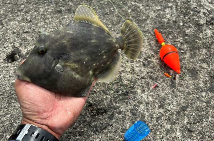 堤防から釣ったカワハギ