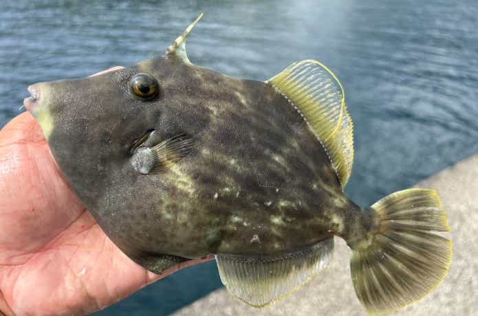 大型のカワハギ